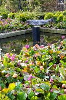 Bed of Bergenia and Tulipa 'Wirosa' surrounding rectangular pond with fish ornament on plinth