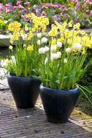 Narcissus jonquilla 'Golden Dawn' and  Tulipa 'Mount Tacoma' in black ceramic pots