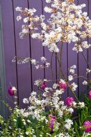 Amelanchier in front of purple fence