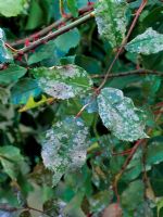 Sphaerotheca pannosa - Rose powdery mildew leaf symptoms