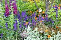 Salvia nemorosa in mixed planting combination in show garden at RHS Chelsea Flower Show 2008