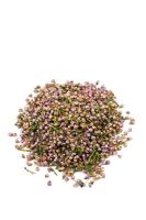 Calluna vulgaris - Heather flowers. This is used in Herbal medicine for coughs and colds as well as to treat kidney infections and infections of the urinary tract. It is used in homeopathy to treat rheumatism and arthritis