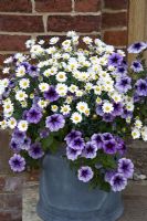 Blue veined Surfinias and white Anthemis with yellow centres in blue glazed pot at High Coley Lane Farm, Staffordshire 