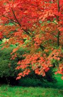 Acer japonicum 'Aconitifolium' 