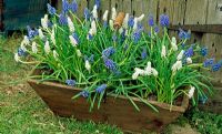 Blue and white Muscari in square wooden container with handle