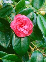 Camellia japonica 'Princess Anne'