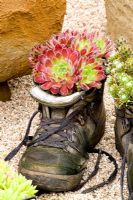 Sempervivum growing in old boot