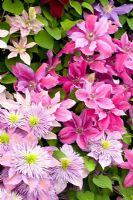 Clematis Love 'Jewelry' with Clematis 'Crystal Fountain'