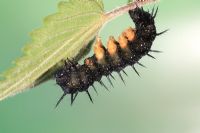 Inachis io - Peacock butterfly caterpillar on nettle leaf side view