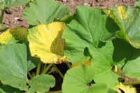 Cucumber mosaic virus showing yellow mottling on leaves of marrow