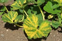 Cucumber mosaic virus showing yellow mottling on leaves of marrow