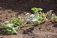 Marrow plant in poor condition after mildew and slug attack