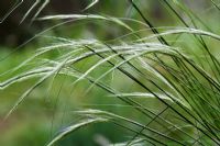 Jarava ichu - Peruvian Feather Grass