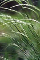 Jarava ichu - Peruvian feather Grass