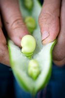 Popping broad bean from pod with dirty hands