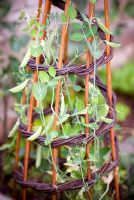 Pisum sativum - Pea plants growing on a willow spiral