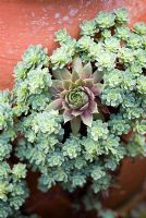 Sempervivum growing out of terracotta container