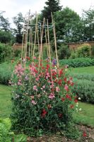 Sweet peas on cane supports