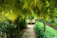 Path leading to seating area in Laburnum tunnel underplanted with Alchemilla mollis - Hunmanby Grange, Yorkshire