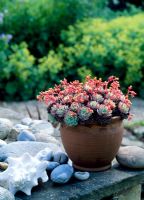 Flowering Sempervirens in terracotta pot on wall with large shell and river pebbles
