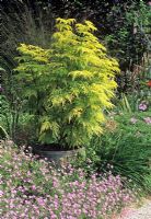 Container grown Sambucus placed in border