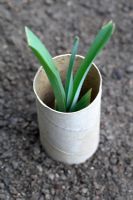 Allium porrum - Young organic leek with recycled toilet roll placed around it to help with blanching