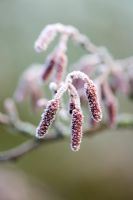 Frosted Alnus glutinosa 'Imperialis'