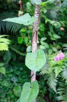 Calystegia sepium - Hedge Bindweed climbing up bean pole