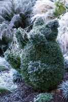 Hoar frost on cobweb covering Buxus sempervirens - box clipped into the shape of a teddy bear