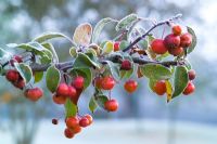 Malus 'Evereste' - Crab apples with hoar frost