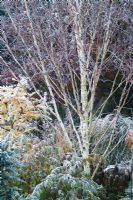 Betula utilis jacquemontii - Silver birch at Ashwood Nurseries