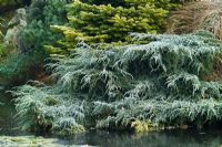 Juniperus squamata 'Blue Carpet' - Flaky juniper spreading on the edge of the pond in John Massey's garden at Ashwood Nurseries in winter