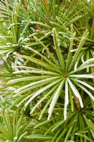Sciadopitys verticillata - Frost on the leaves of umbrella pine