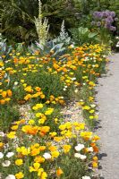 Eschscholzia californica - Californian Poppies in the Dry Garden, Hyde Hall