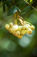Berries of Sorbus cashmiriana - Mountain Ash