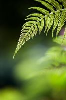 Dryopteris affinis - Scaly Male Fern 