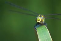 Aeshna juncea - Female Common Hawker dragonfly on a leaf