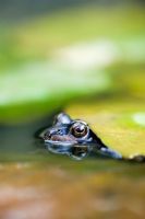 Rana temporaria - Common frog poking its head up between Lily pads