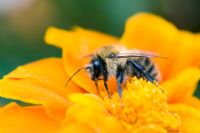 Male Carder bumble bee on French Marigold