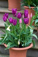 Spring container planting of Tulipa 'Passionale', Narcissus 'Sugarbush' and Tulipa 'China Pink' - Kelmarsh Hall, Northants, BGS