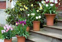 Spring containers of tulips and daffodils on steps at Kelmarsh Hall, Northants, NGS