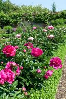 Bed of herbaceous Peonia