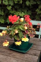 Begonia 'Illumination', Begonia 'Non-stop Orange' and Pelargonium 'Vancouver Centennial' in green ceramic pot on table