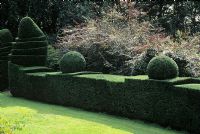 Topiary yew hedge - Wyndcliff Court Gardens,Gwent