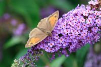 Maniola jurtina - Meadow brown butterfly taking nectar from buddliea flower