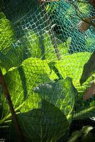 Kilaton cabbages under protective netting