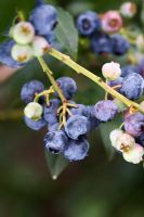 Vaccinium 'Blueray' - Blueberries