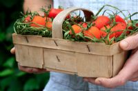 Man holding basket of freshly picked organic tomatoes 'Rosada' and 'Golden Cherry'