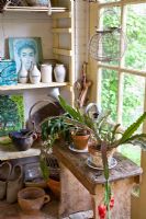 Shed interior with succulents in pots