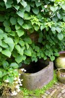 Hydrangea petiolaris growing against wall with stone water feature beneath